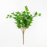 24" PILEA NOTATA BUSH