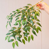 27" ITALIA RUSCUS SPRAY