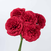 11" CARNATION BUNDLE X 5