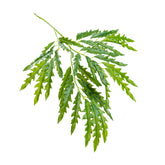 27" FALSE ARALIA LEAF SPRAY