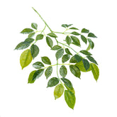 23" RADERMACHERA LEAF SPRAY