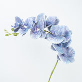 35" PHALAENOPSIS SPRAY