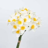 16" DAFFODILS BUNDLE X 6