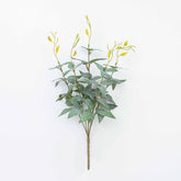 16" JUJUBE LEAF BUSH X 5