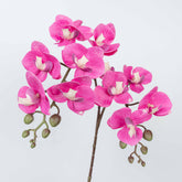 25" PHALAENOPSIS SPRAY