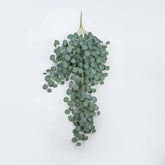 48" EUCALYPTUS HNG DROP