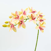 29" CYMBIDIUM ORCHID SPRAY