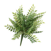 14" PL. ITALIAN RUSCUS BUSH