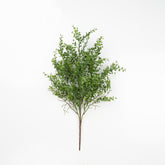 25" PE BOXWOOD BUSH X 5
