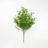 24" PODOCARPUS BUSH X 5