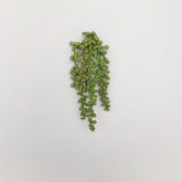 13" STRING PEARL SUCCULENT