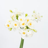 12" DAFFODILS BUNDLE X 5
