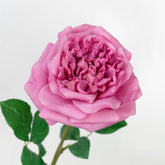 25" REAL TOUCH AUSTIN ROSE STEM HEAD 13CM