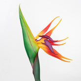 32" BIRD OF PARADISE STEM