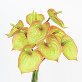 13" ANTHURIUM BUNDLE X 9