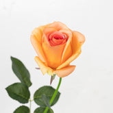 25" REAL TOUCH ROSE STEM HEAD 8CM