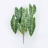 25" CALATHEA LEAF BUSH X 7
