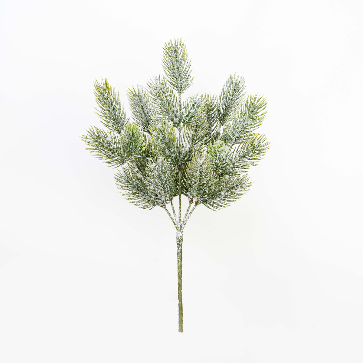 12" SNOW PINE BUSH X 5