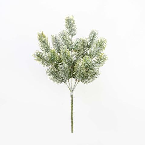 12" SNOW PINE BUSH X 5
