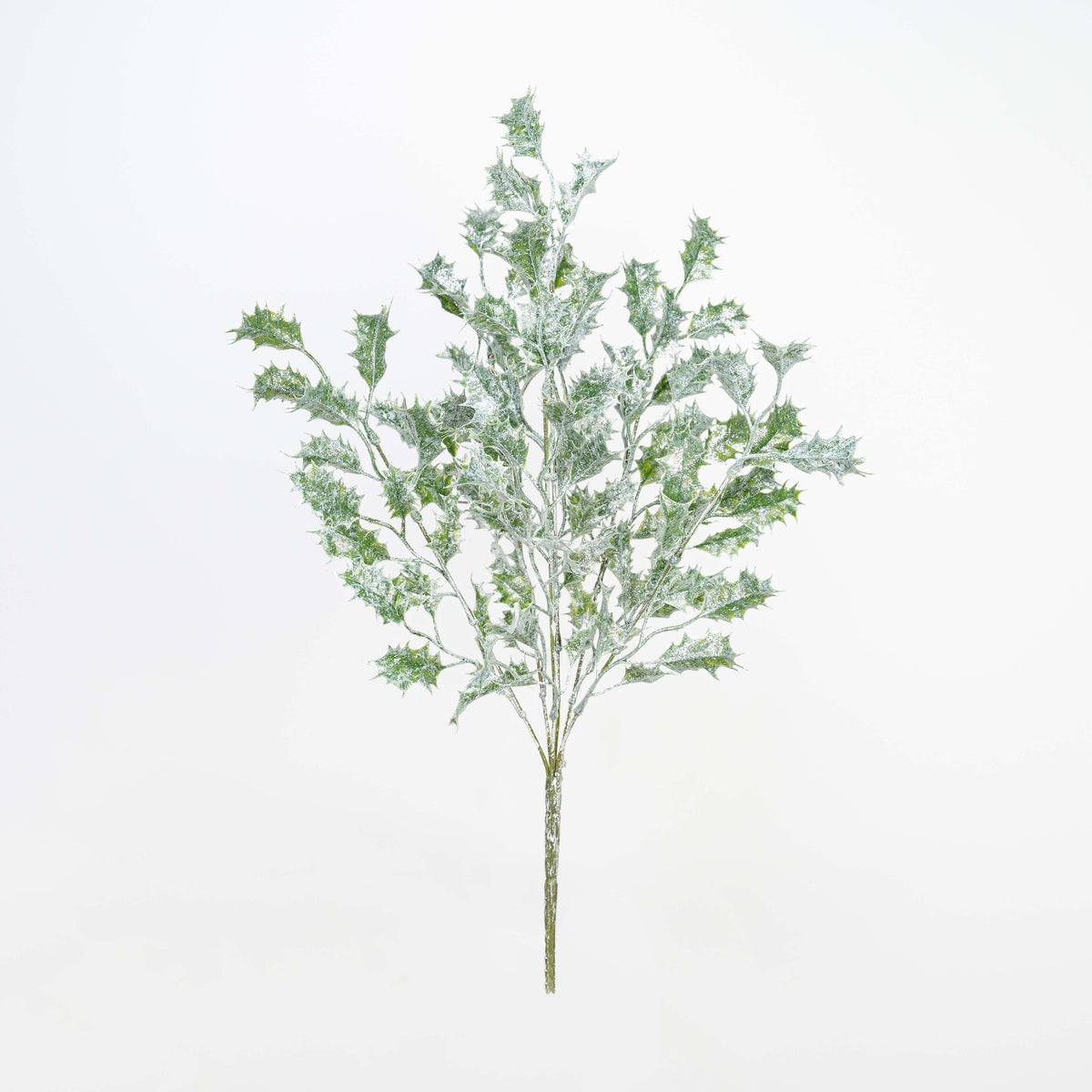 21" FROST HOLLY BUSH X 6