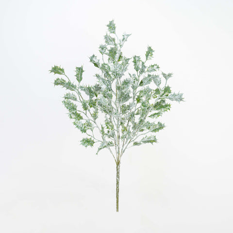 21" FROST HOLLY BUSH X 6