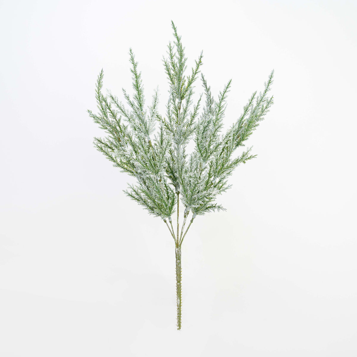 20" SNOW CEDAR BUSH X 6