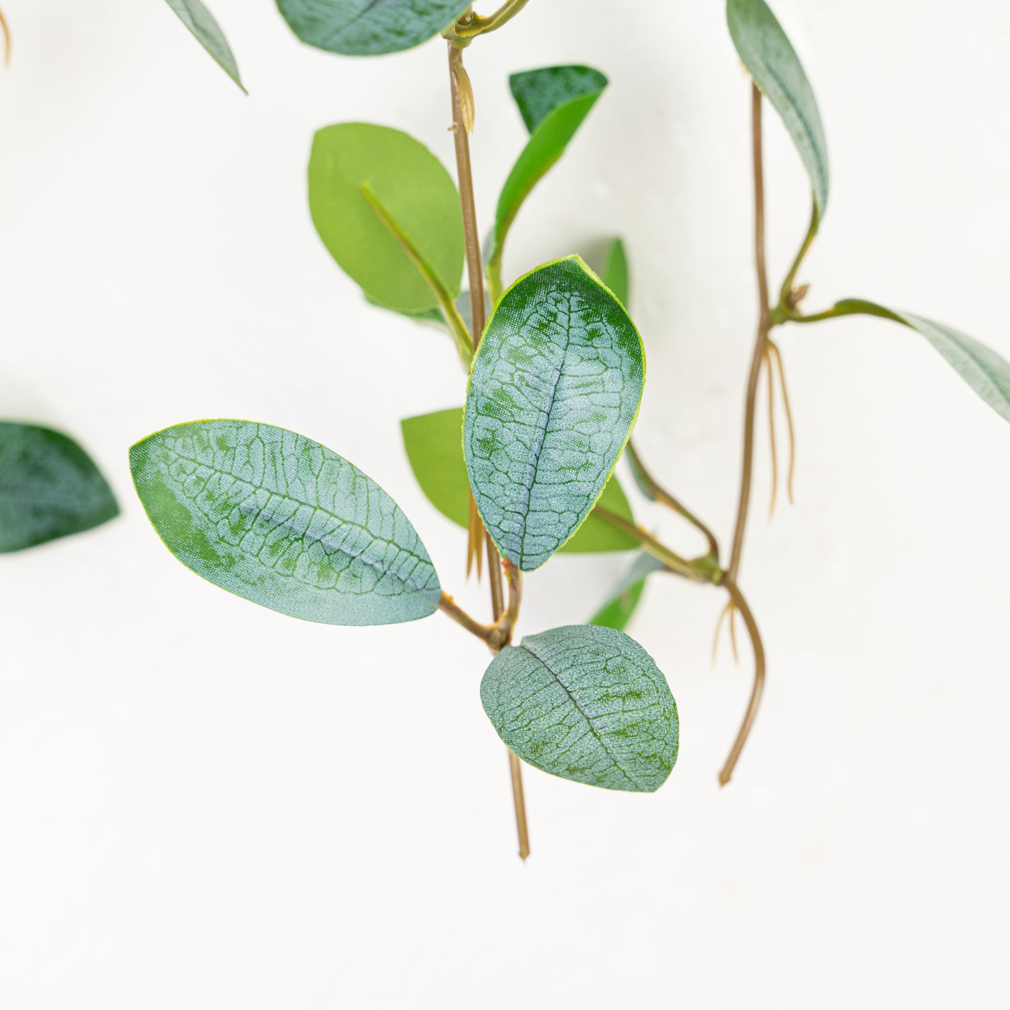 17" MUCUNA ADANS HANGING BUSH