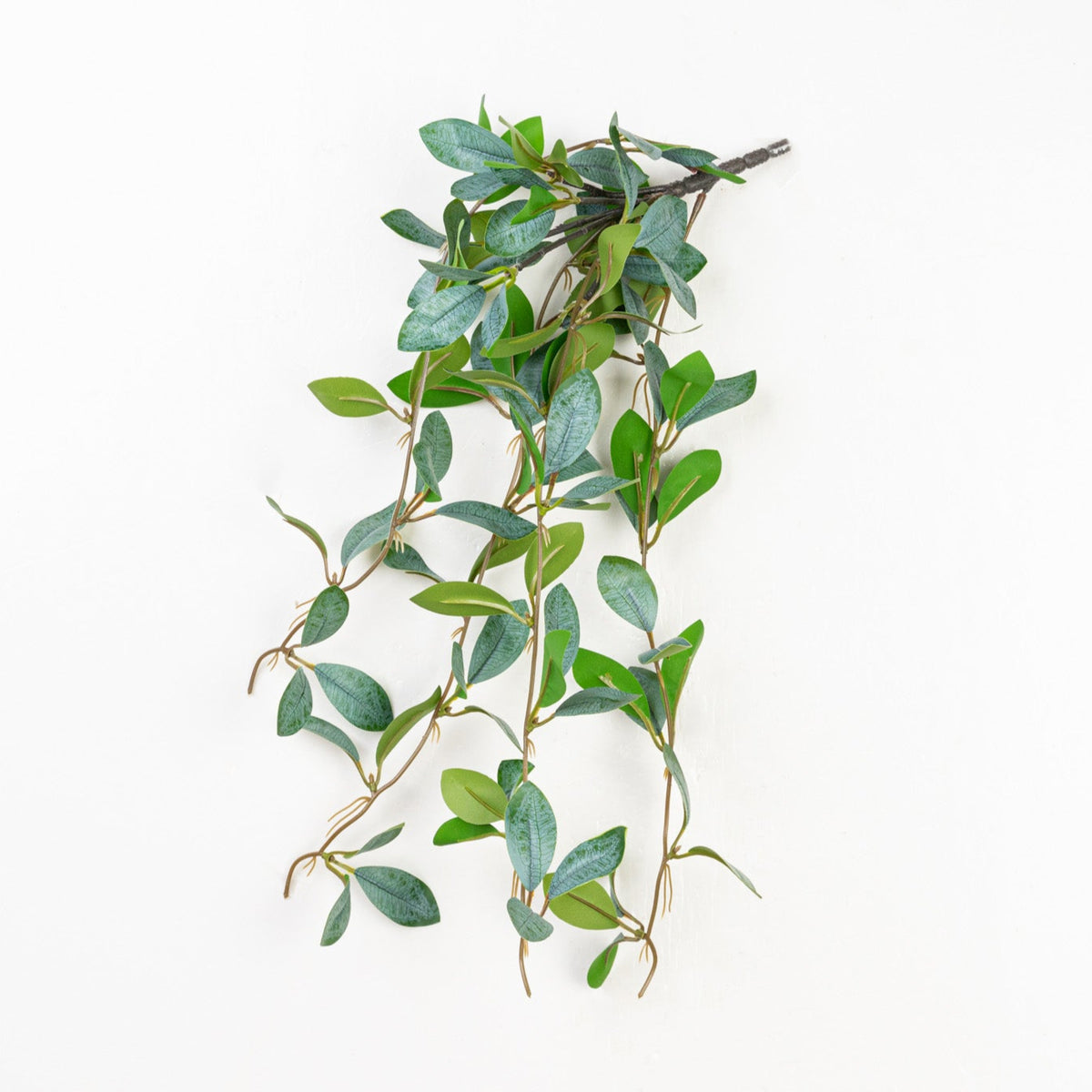 17" MUCUNA ADANS HANGING BUSH