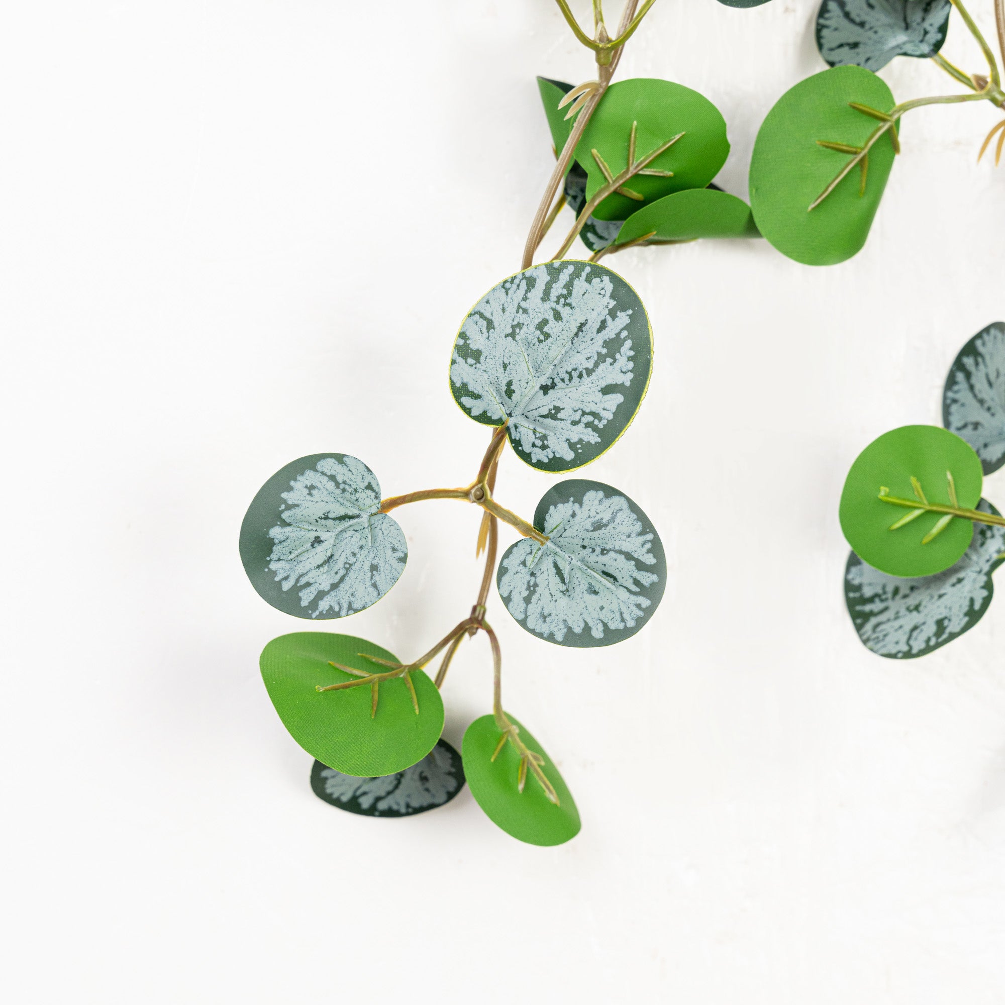 18" CEROPEGIA WOODII HANGING BUSH