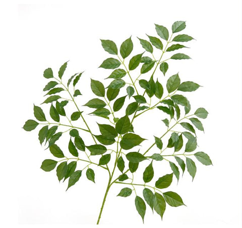 28" RADERMACHERA  LEAF SPRAY