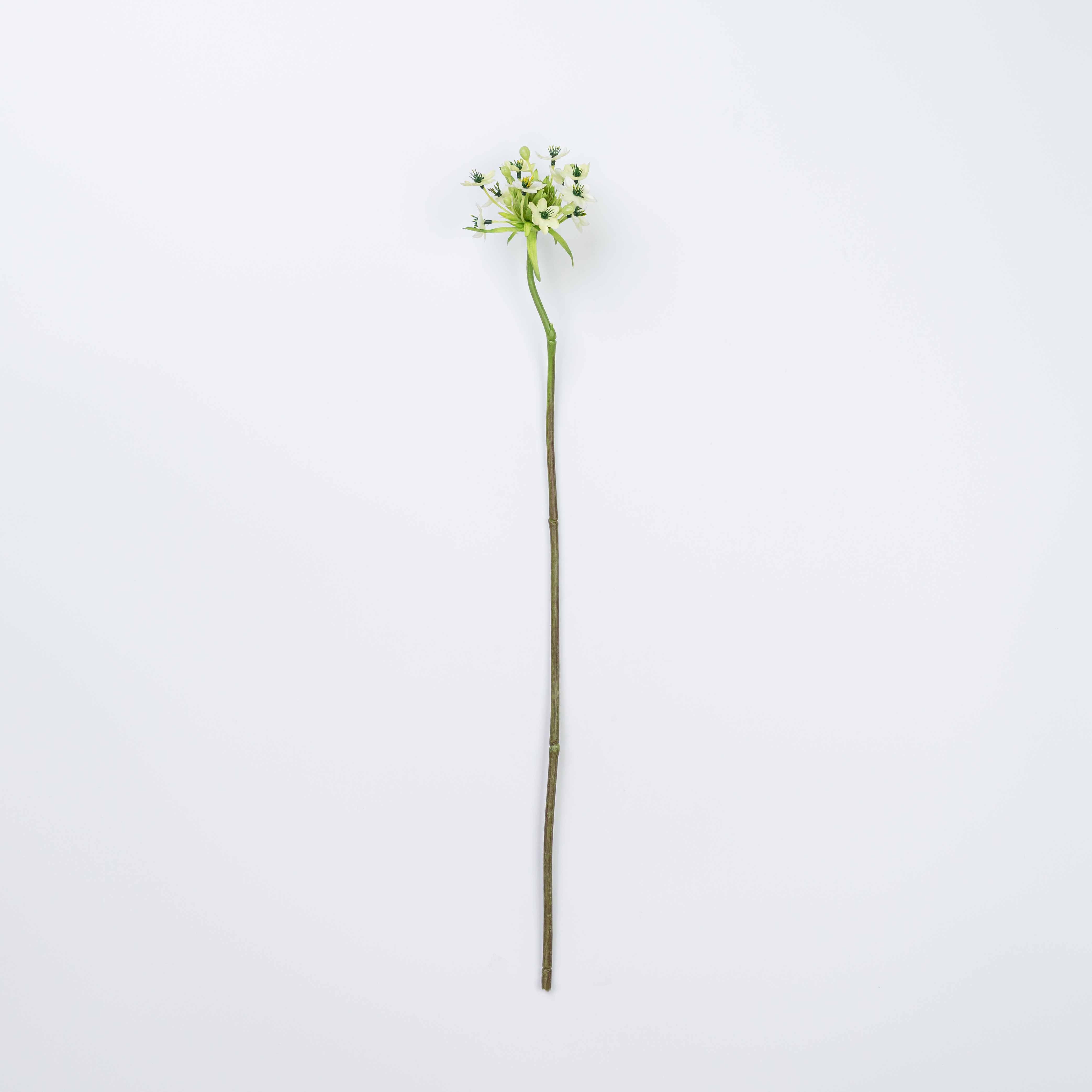 26" AMARANTH STEM