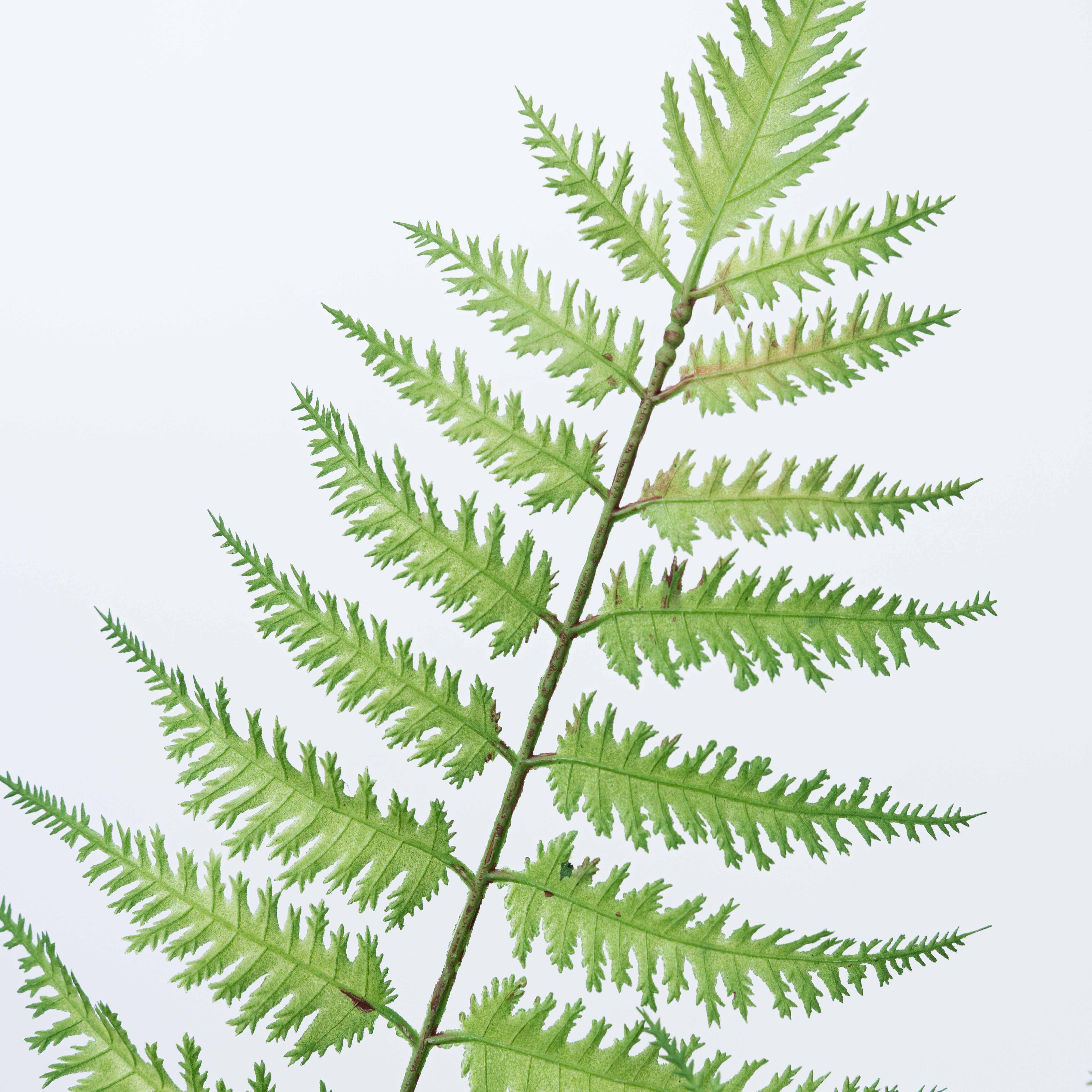 33" FERN SPRAY