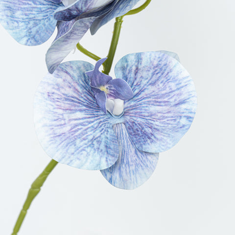 35" PHALAENOPSIS SPRAY