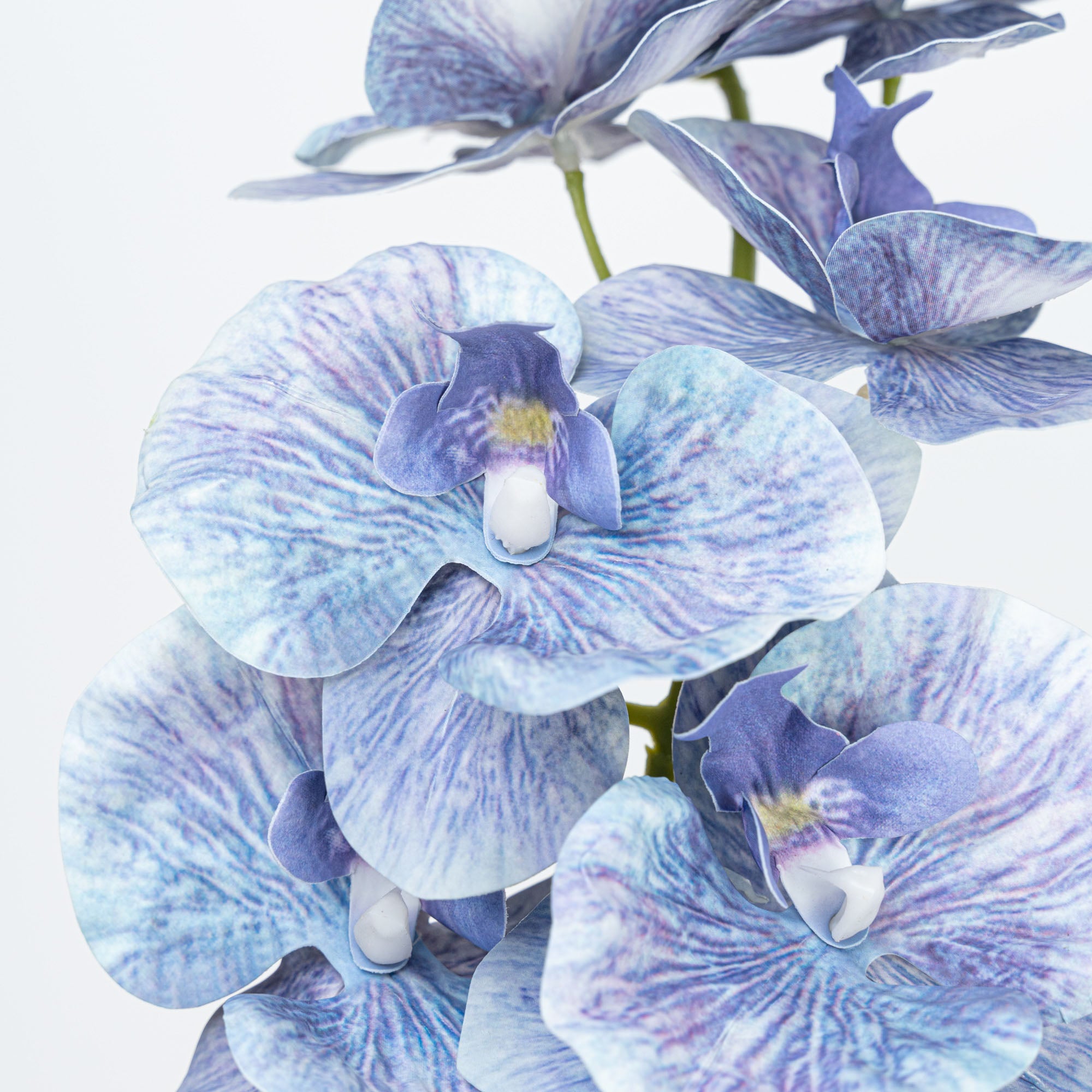35" PHALAENOPSIS SPRAY