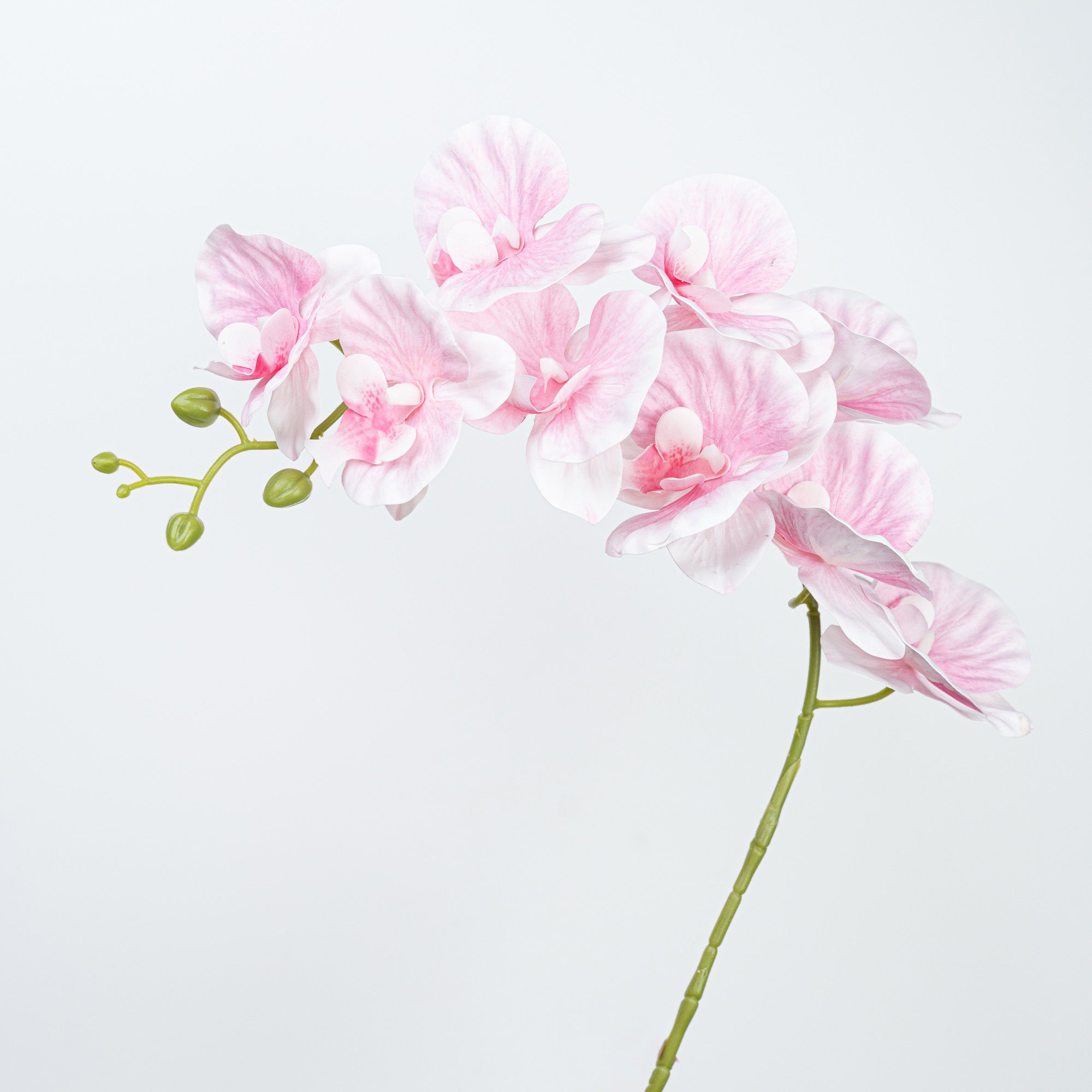 35" PHALAENOPSIS SPRAY