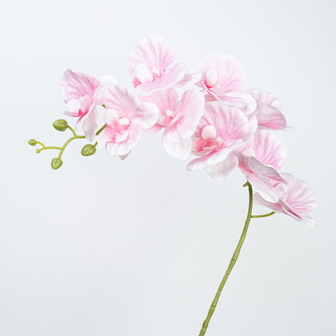 35" PHALAENOPSIS SPRAY