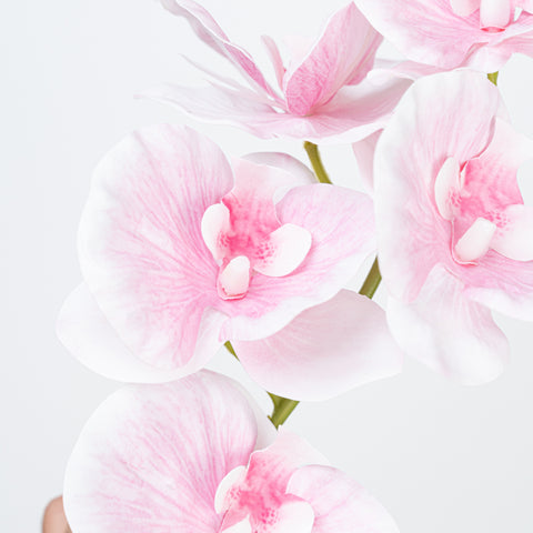 35" PHALAENOPSIS SPRAY