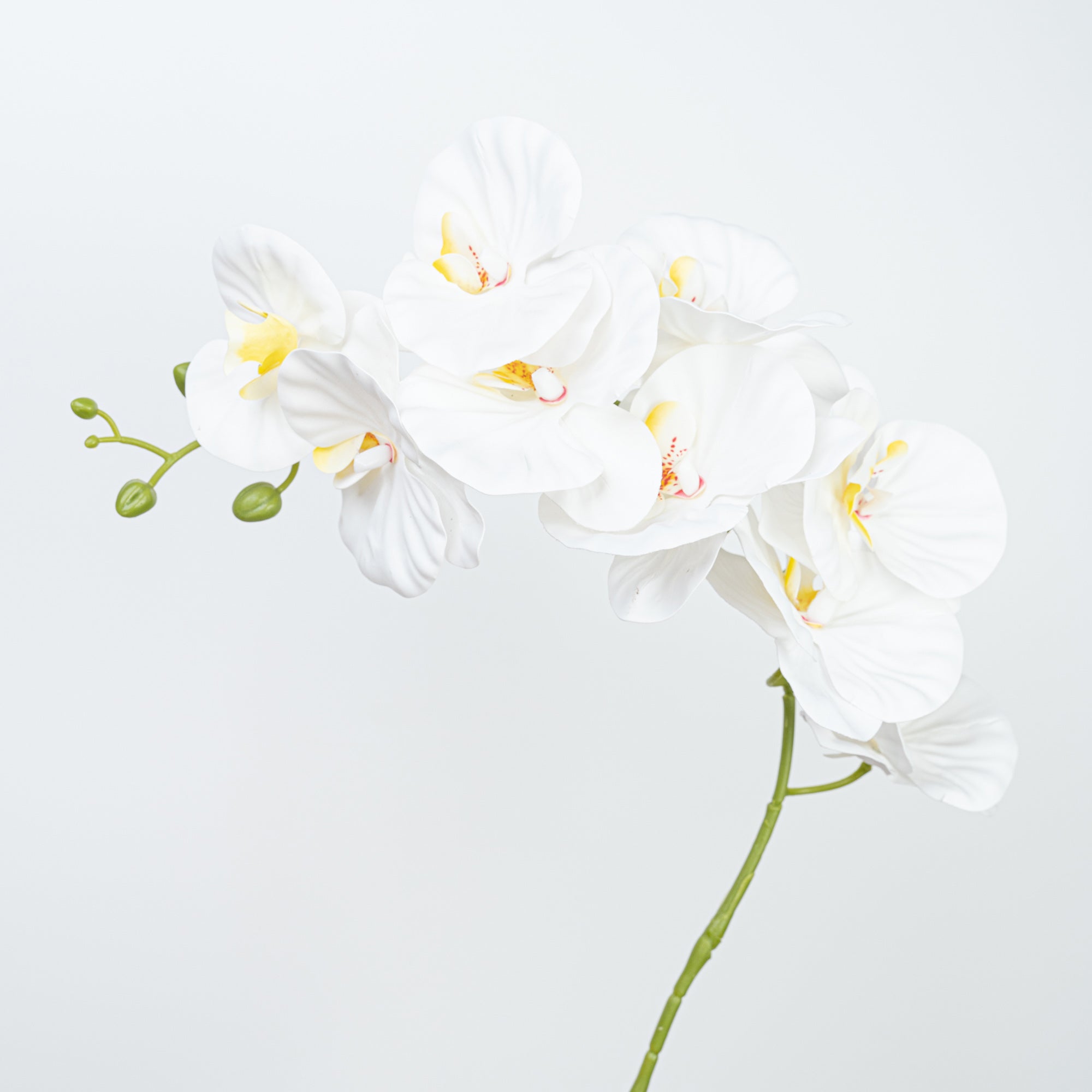 35" PHALAENOPSIS SPRAY