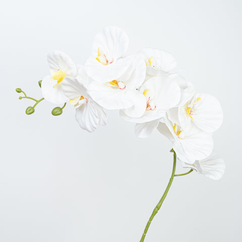 35" PHALAENOPSIS SPRAY