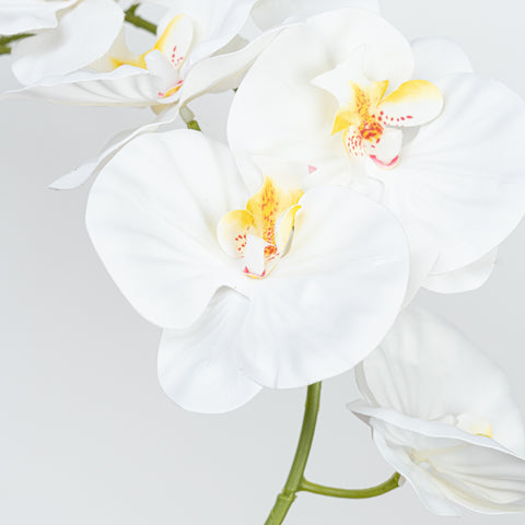 35" PHALAENOPSIS SPRAY