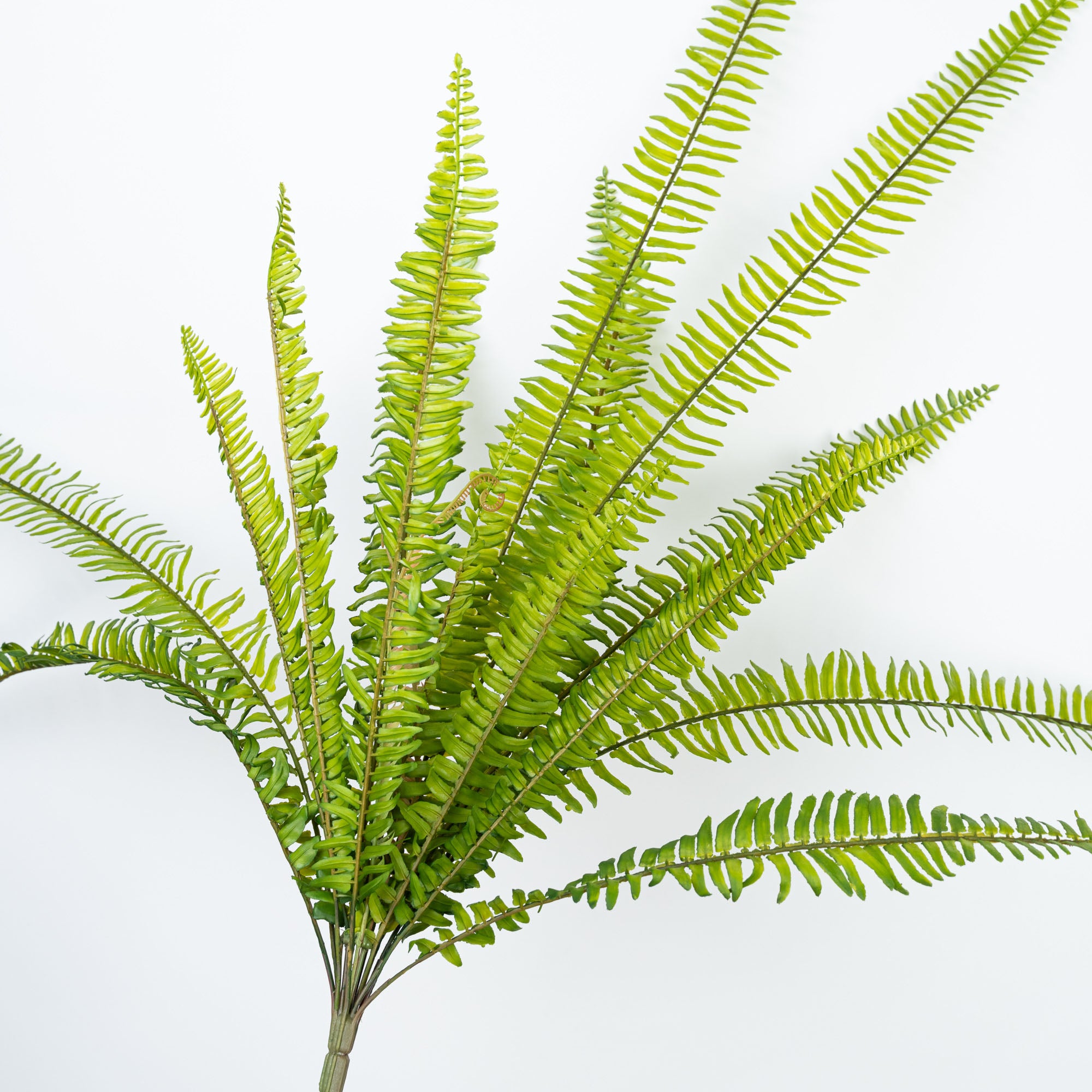 36" SOFT TOUCH BOSTON FERN BUSH