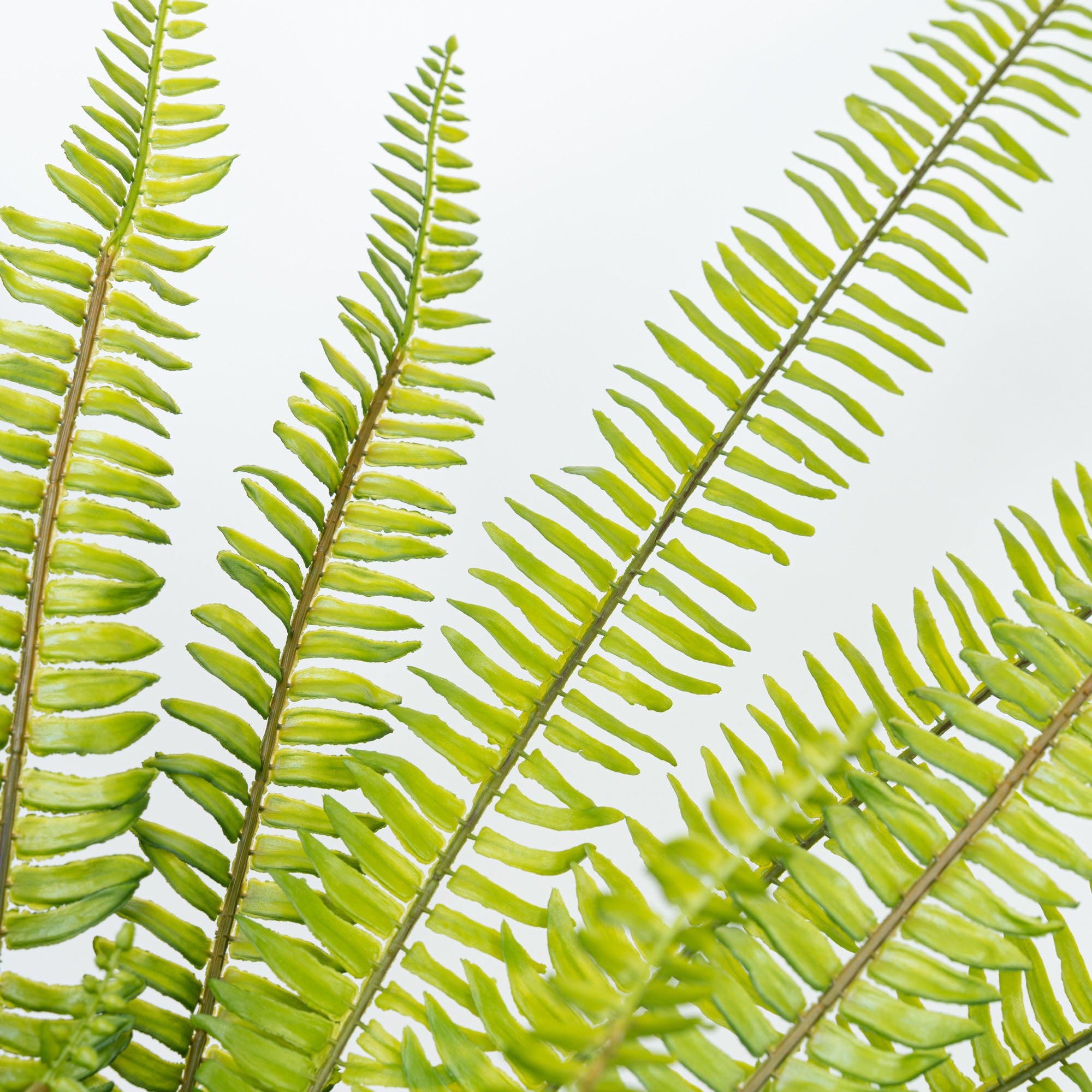 36" SOFT TOUCH BOSTON FERN BUSH