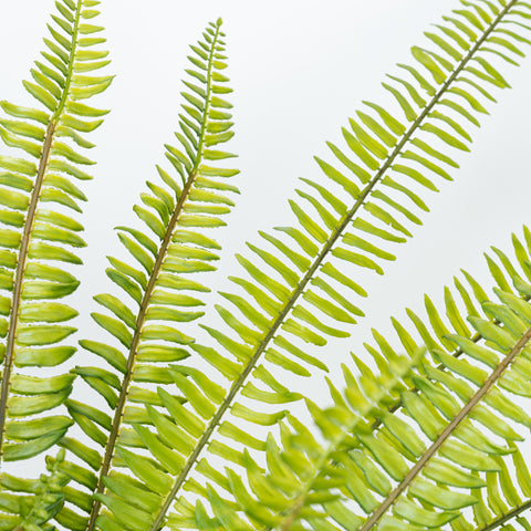 36" SOFT TOUCH BOSTON FERN BUSH