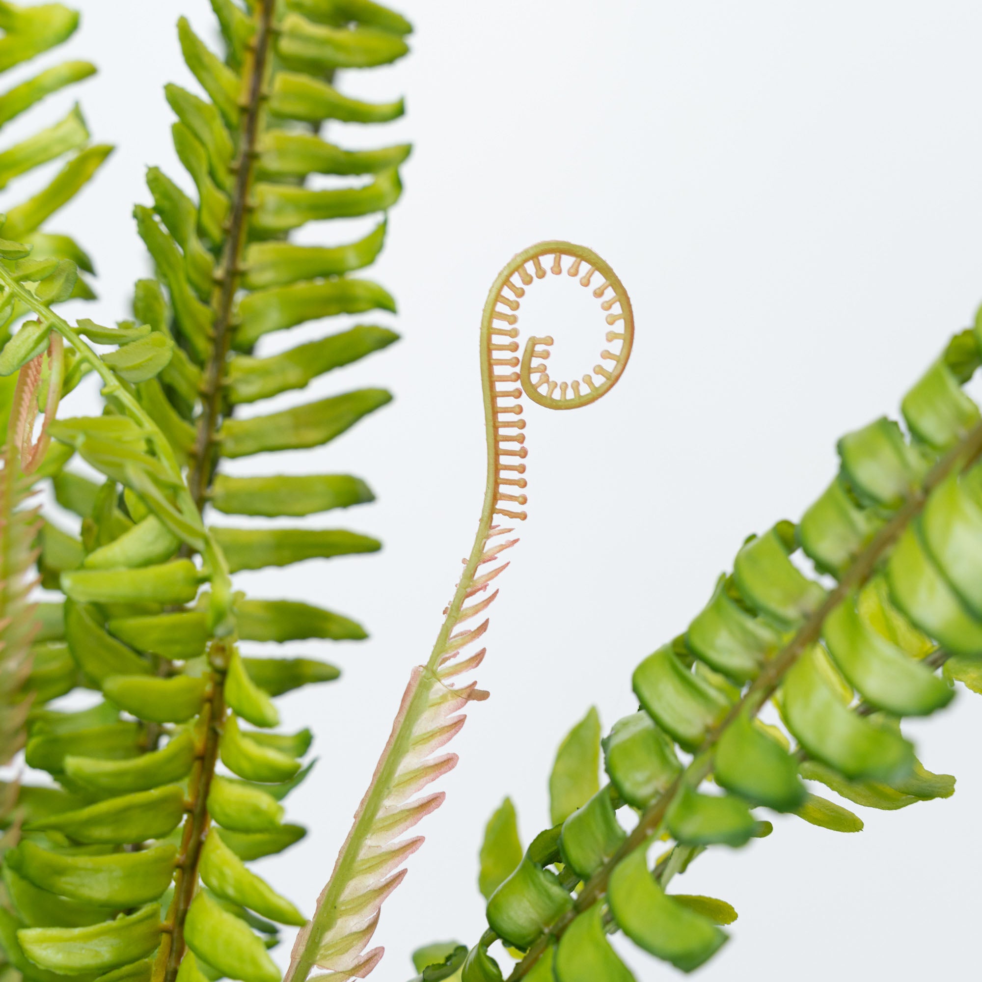 36" SOFT TOUCH BOSTON FERN BUSH