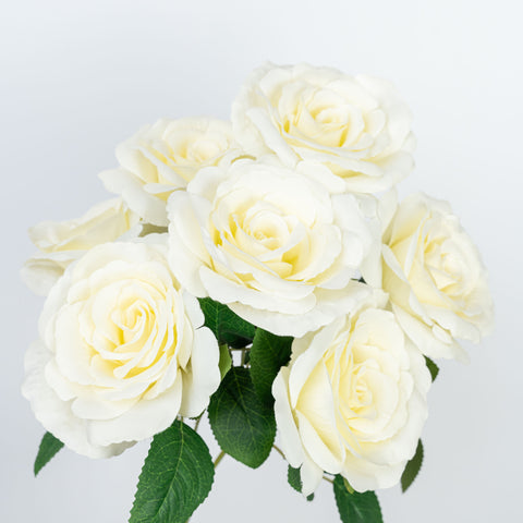 21" ROSE BUSH X 7