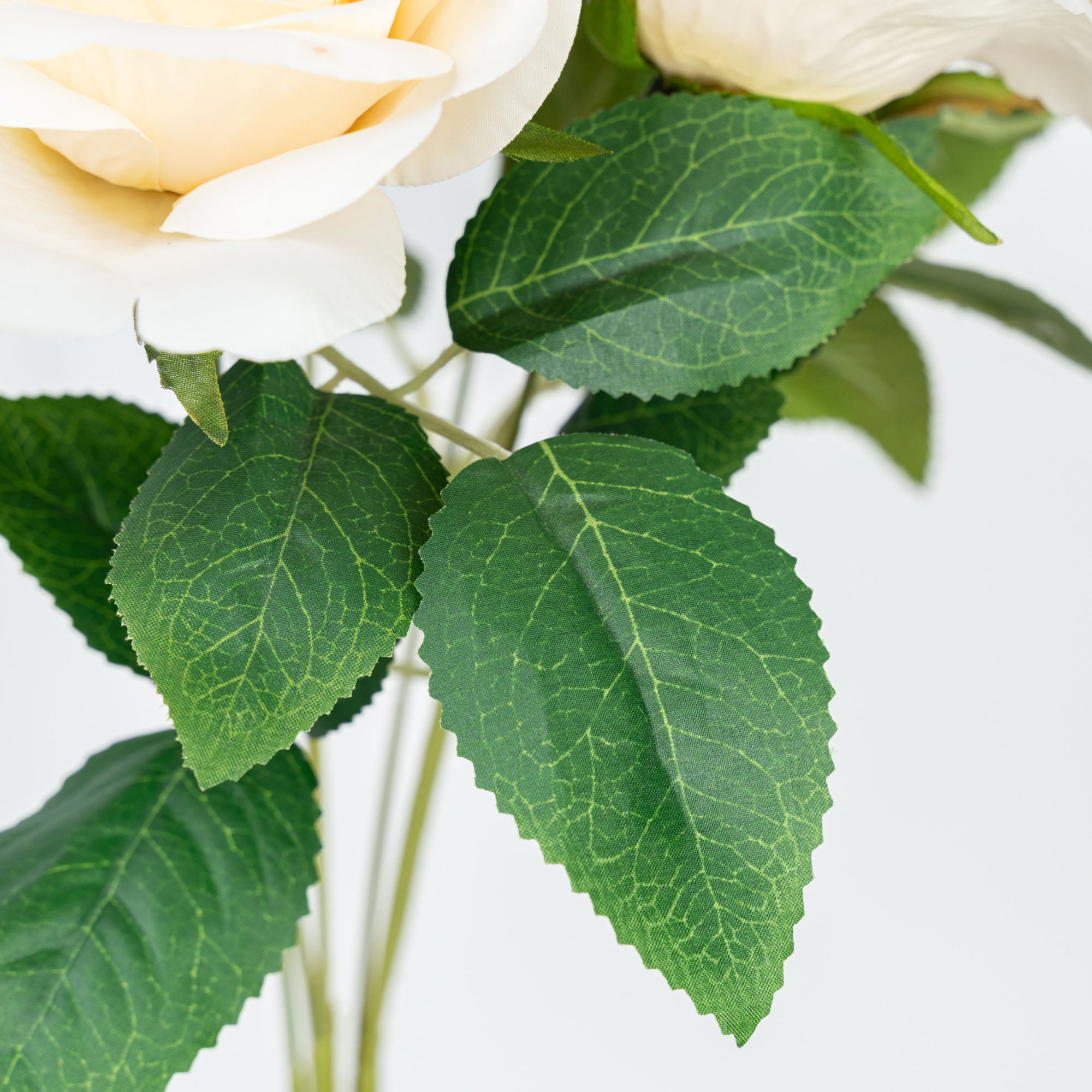 21" ROSE BUSH X 7