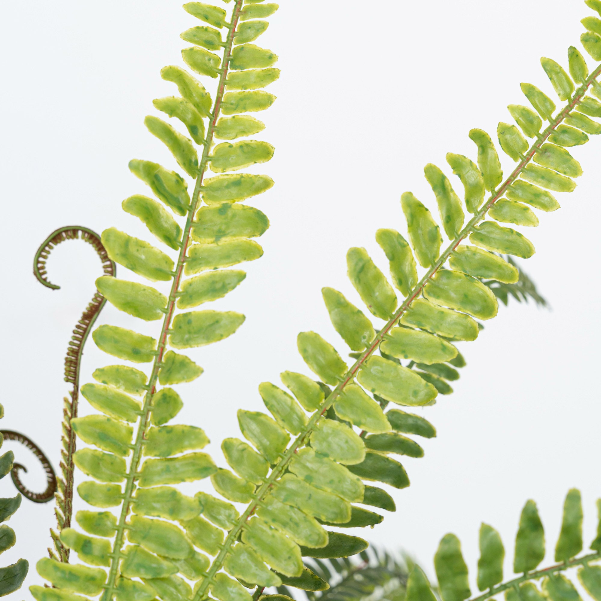 21" SOFT TOUCH FERN BUSH