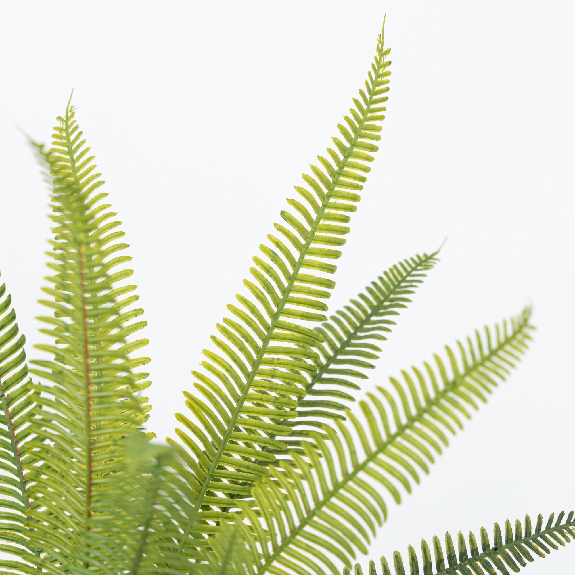 19" SOFT TOUCH FERN BUSH