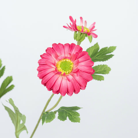 26" DAISY SPRAY