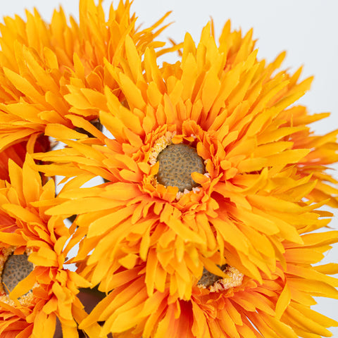 12" GERBERA BUNDLE X 6